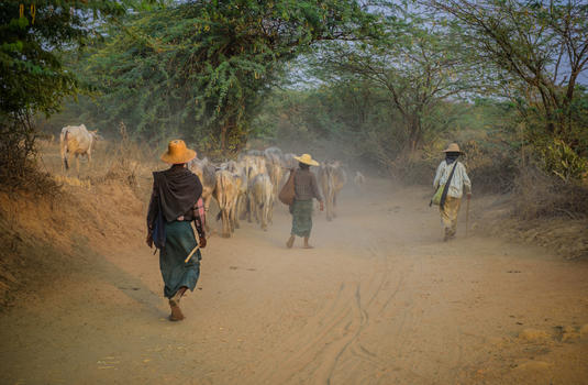 缅甸乡村放牧的人图片素材免费下载