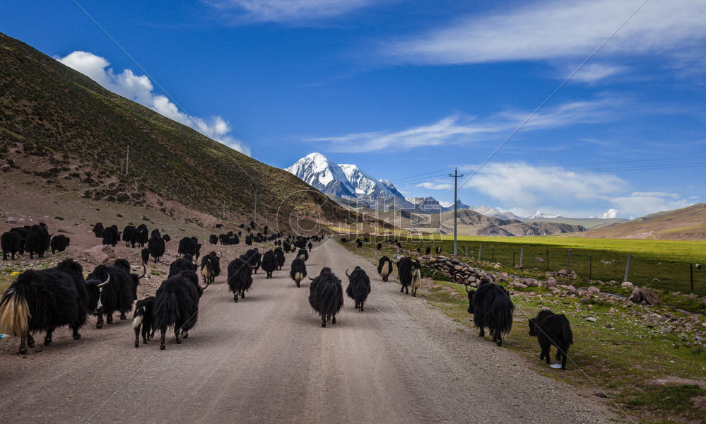 西藏高原上的牦牛群图片素材免费下载