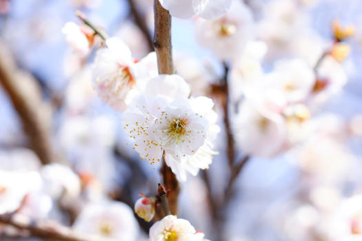 春天里的樱花图片素材免费下载
