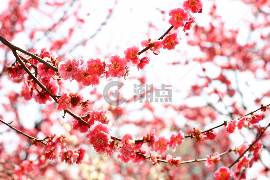 春天里的樱花林图片素材免费下载