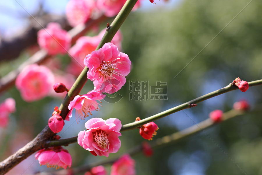春天里的樱花图片素材免费下载