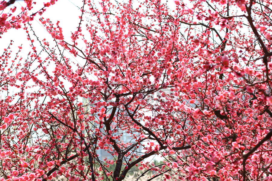 春天里的樱花林图片素材免费下载