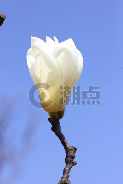 春天里的白玉兰花图片素材免费下载