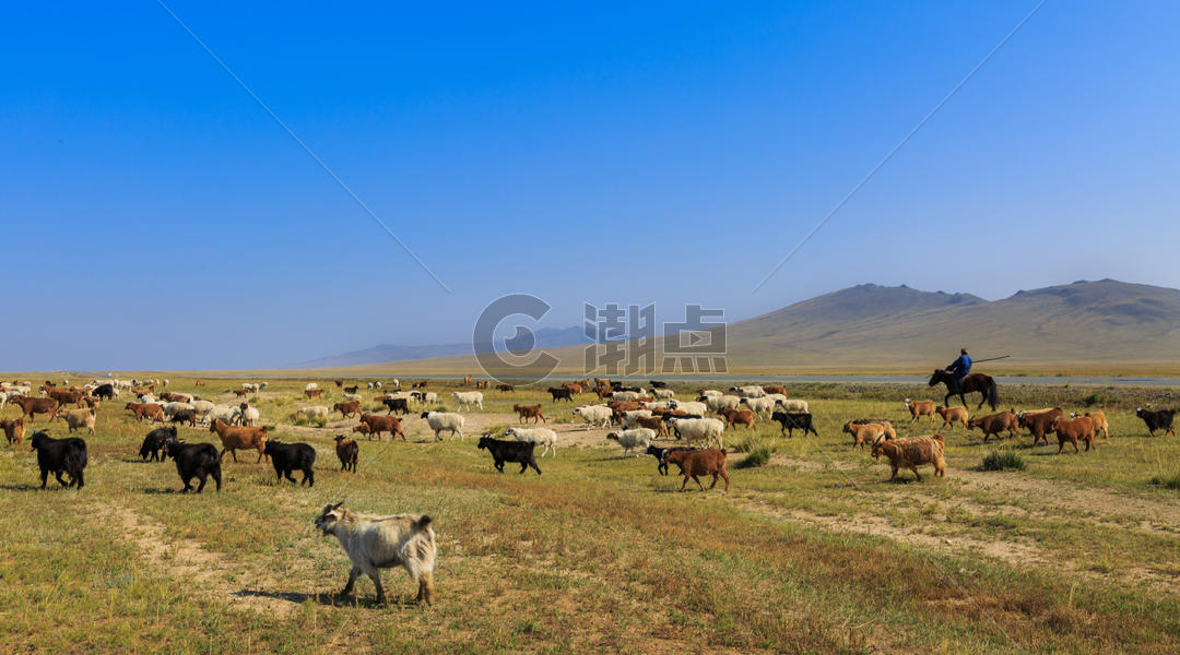 内蒙古大草原上的羊群图片素材免费下载