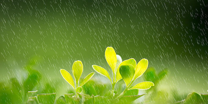 雨中植物图片素材免费下载