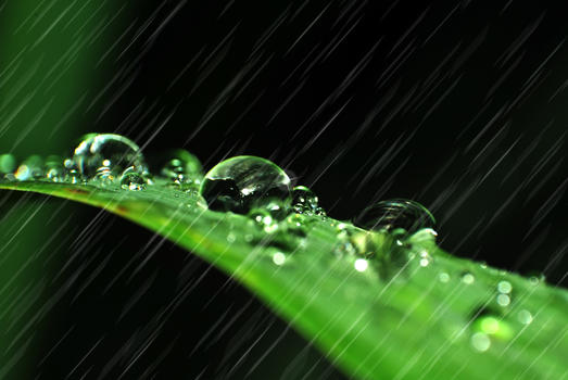 绿叶上的雨珠图片素材免费下载