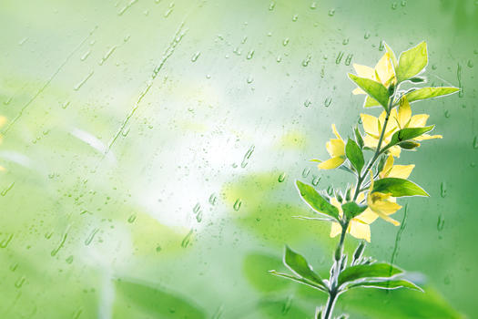 雨中的黄色花朵图片素材免费下载