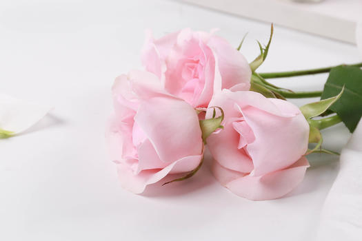 粉色玫瑰图片素材免费下载