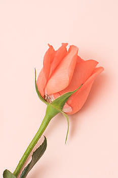 浪漫温馨粉色玫瑰图片素材免费下载