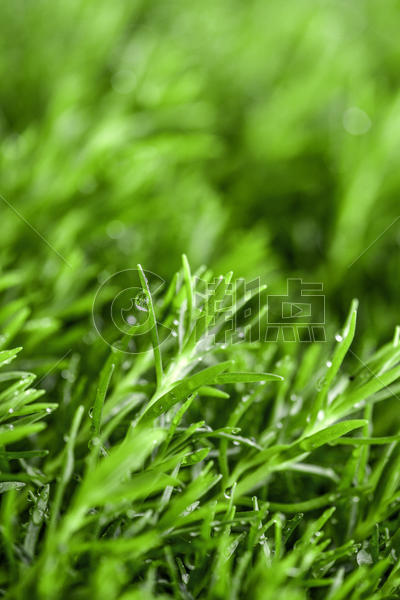 春天滴水的绿色植物图片素材免费下载