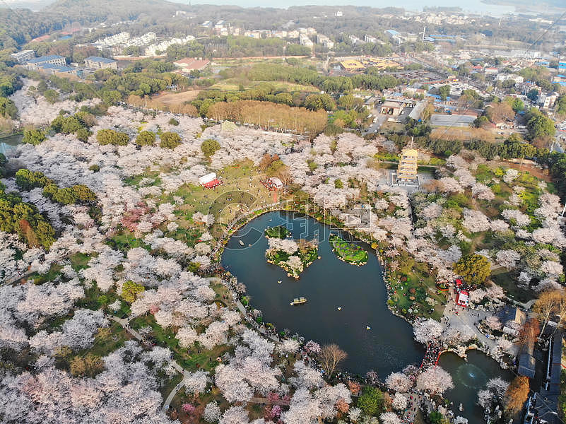 俯瞰武汉东湖樱园图片素材免费下载