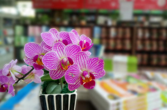 书店里的蝴蝶兰花图片素材免费下载
