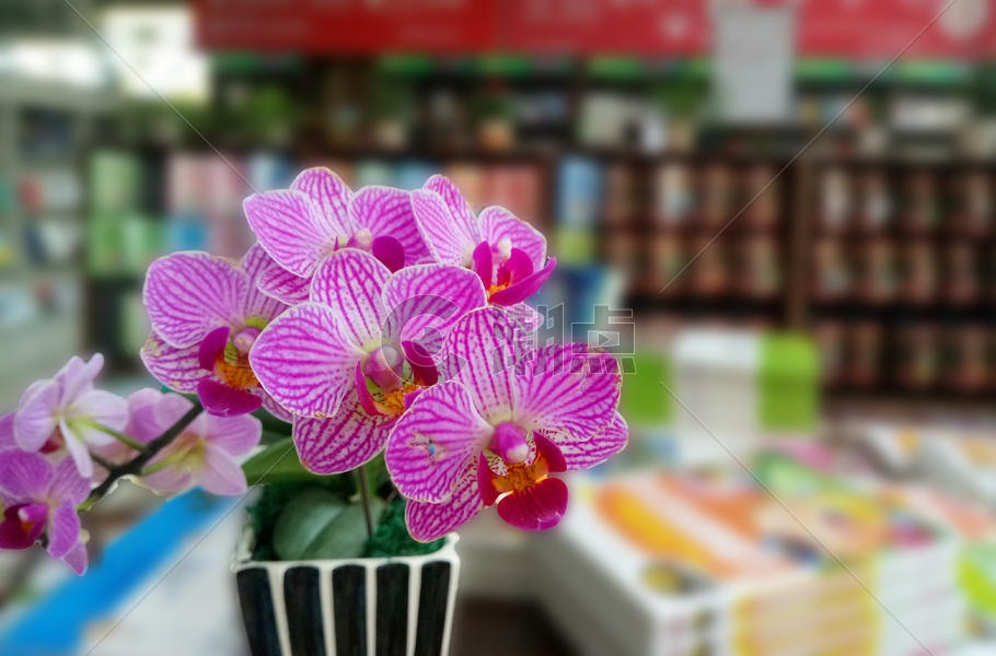 书店里的蝴蝶兰花图片素材免费下载