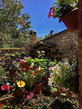 开满鲜花的庭院图片素材免费下载