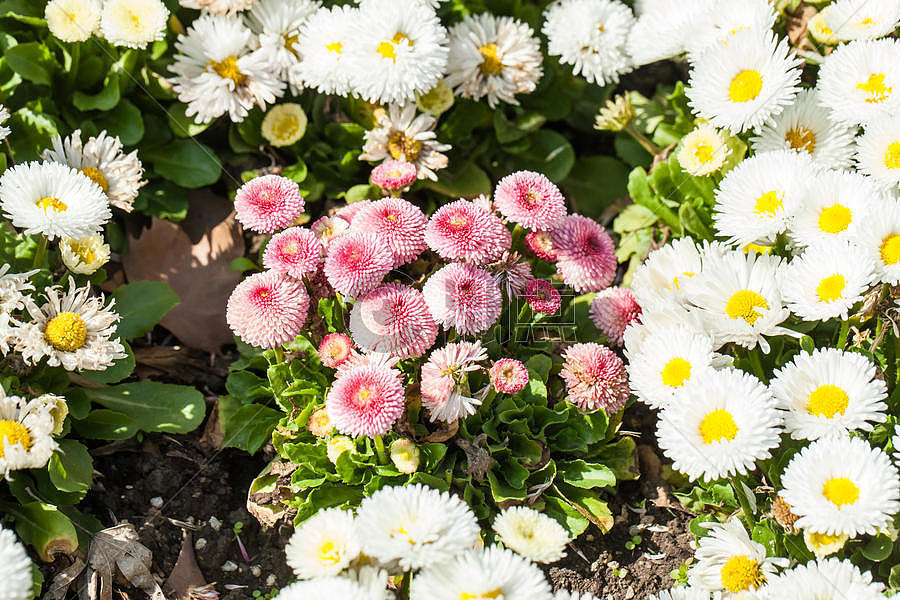 春天盛开的雏菊图片素材免费下载