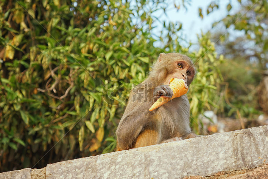 尼泊尔猴庙的猴子图片素材免费下载