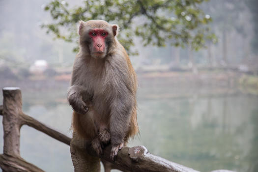 张家界猴子图片素材免费下载