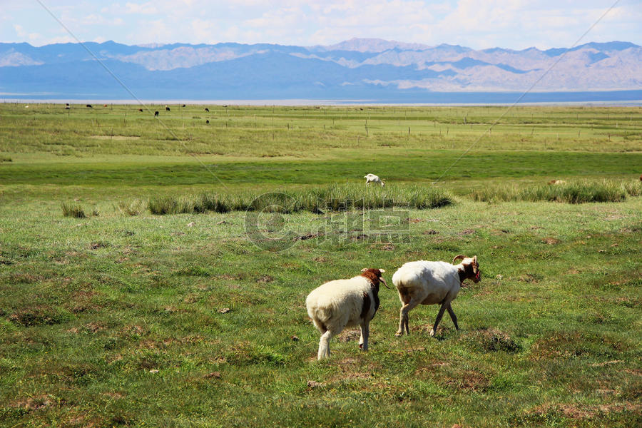 新疆巴里坤草原牧场图片素材免费下载