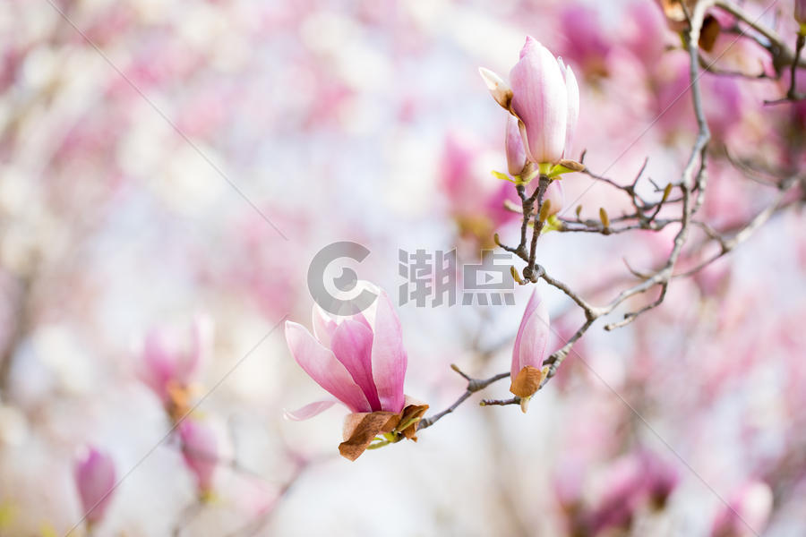 春天盛开的玉兰花图片素材免费下载