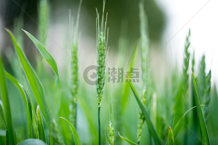 绿色未成熟的小麦图片素材免费下载