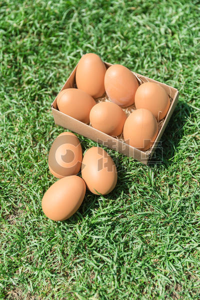 草地上的鸡蛋图片素材免费下载