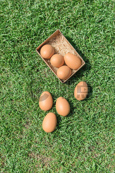 草地上的鸡蛋图片素材免费下载