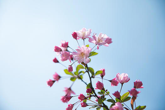春天盛开的桃花图片素材免费下载