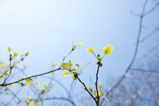 春天树上长出的嫩芽嫩叶图片素材免费下载