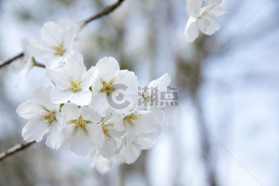 春天盛开的白色樱花图片素材免费下载