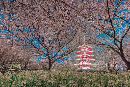 武汉东湖樱花园图片素材免费下载