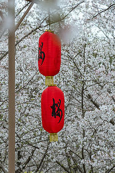 樱花下的红灯笼图片素材免费下载
