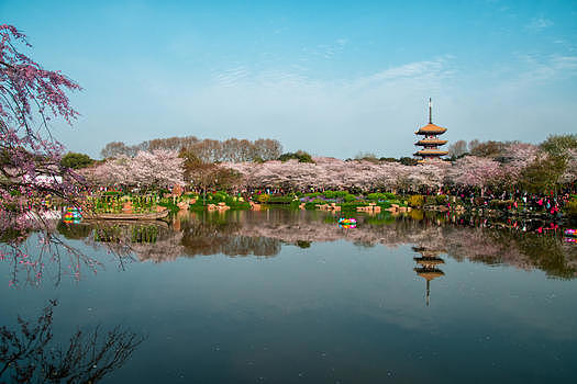 武汉东湖樱花园图片素材免费下载