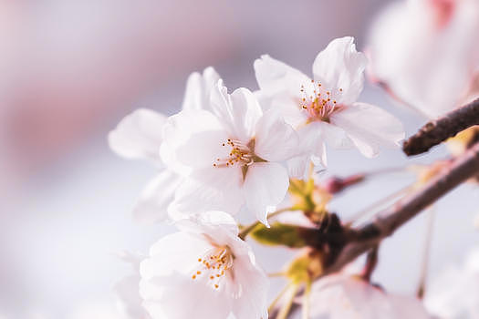 樱花的味道图片素材免费下载