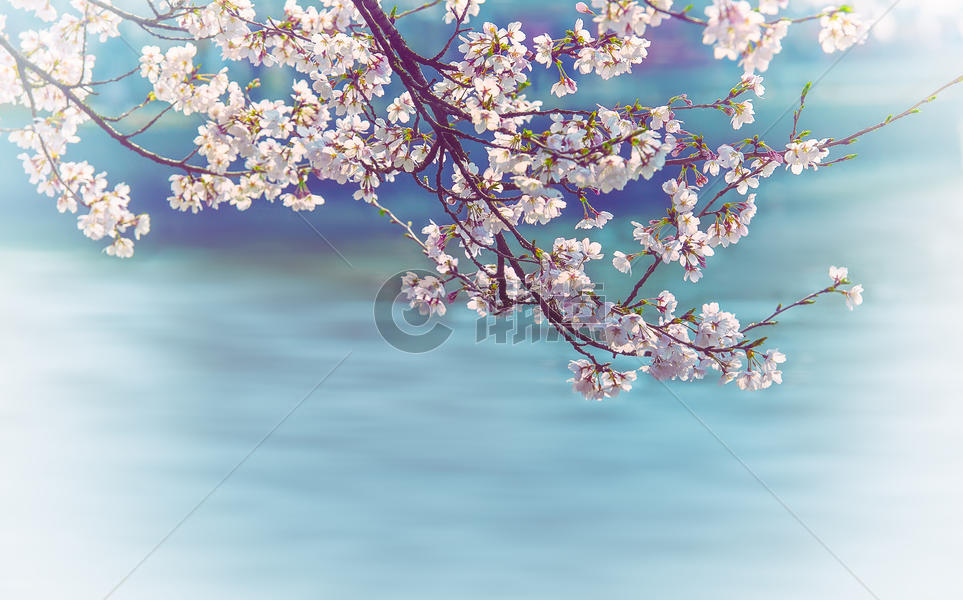 浪漫樱花季图片素材免费下载