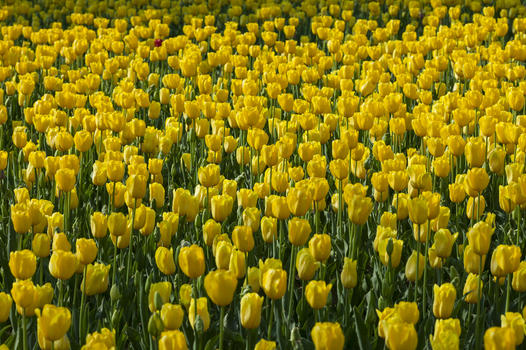 荷兰国花郁金香图片素材免费下载