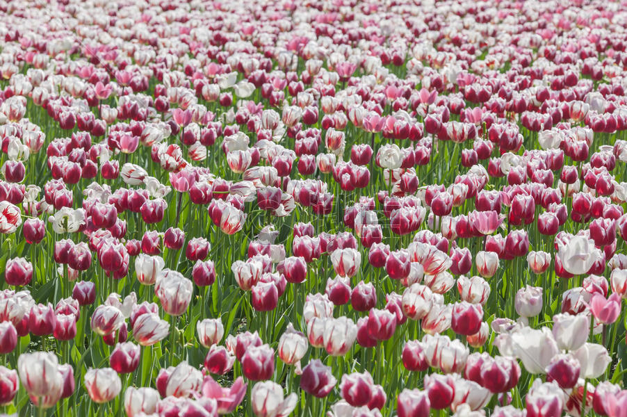 荷兰国花郁金香图片素材免费下载