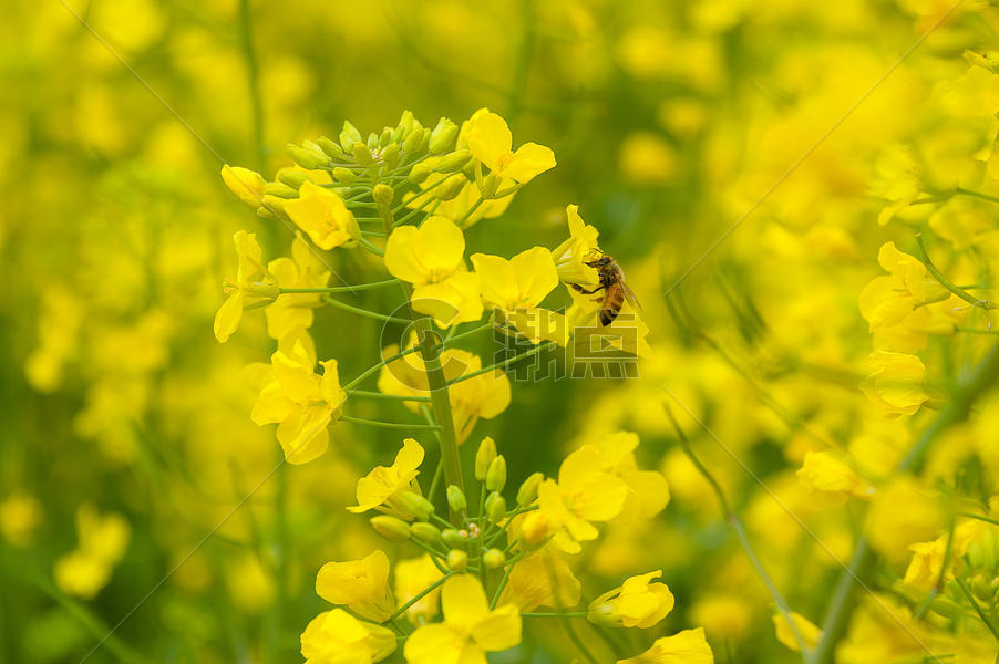 油菜花海里采蜜的蜜蜂图片素材免费下载