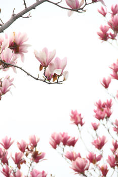 春天里的粉色玉兰花图片素材免费下载