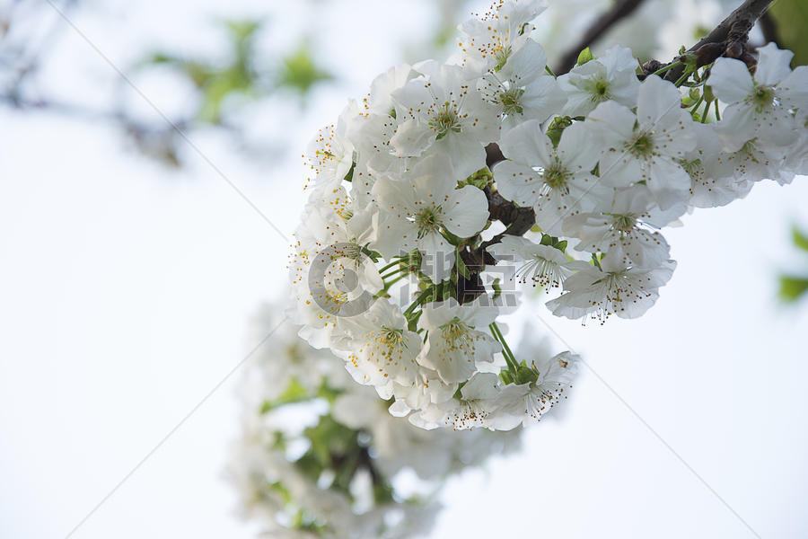 春天的花朵图片素材免费下载