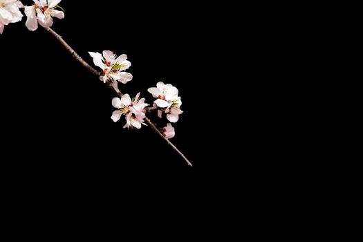 春季典雅纯色背景桃花特写图片素材免费下载
