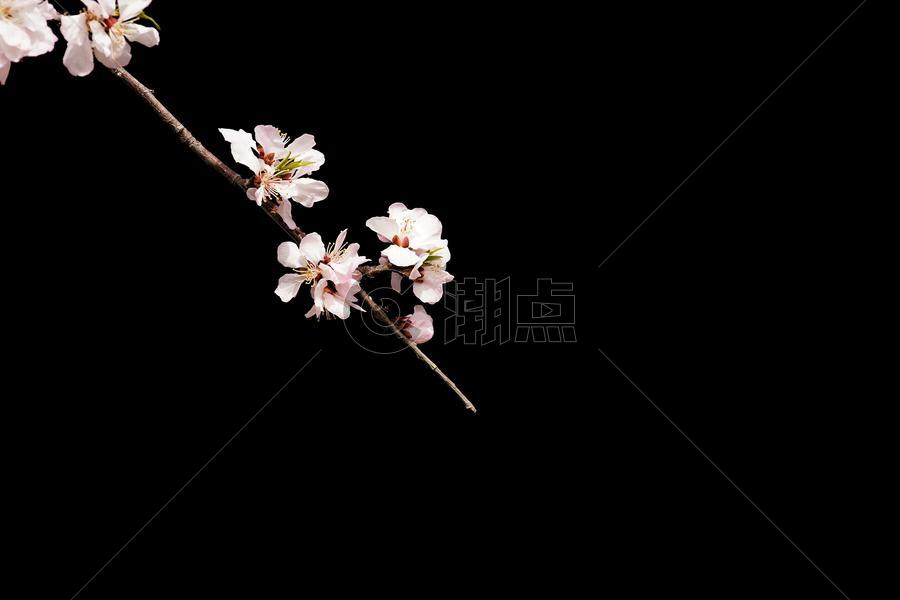 春季典雅纯色背景桃花特写图片素材免费下载