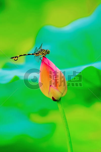 夏天荷花蜻蜓图片素材免费下载