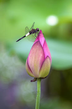夏天荷花蜻蜓图片素材免费下载