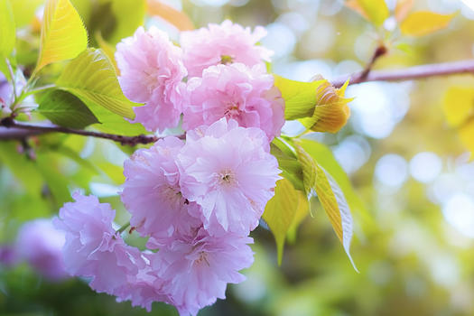 花团锦簇的樱花图片素材免费下载