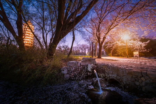 公园樱花季夜景图片素材免费下载