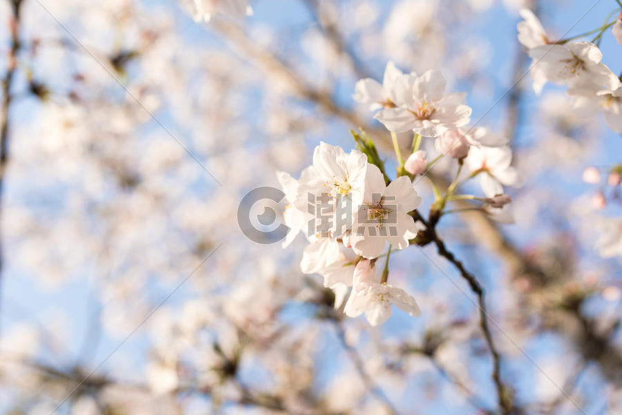 盛开的樱花图片素材免费下载
