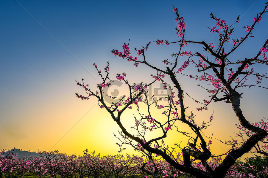 日出时分的桃花林图片素材免费下载