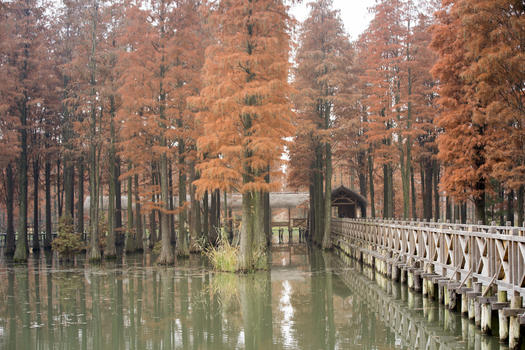 上海青西郊野公园图片素材免费下载