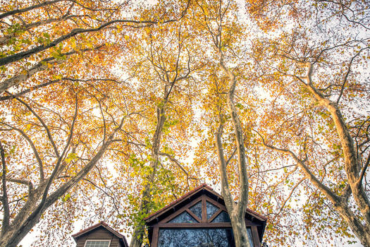 秋天的梧桐树图片素材免费下载