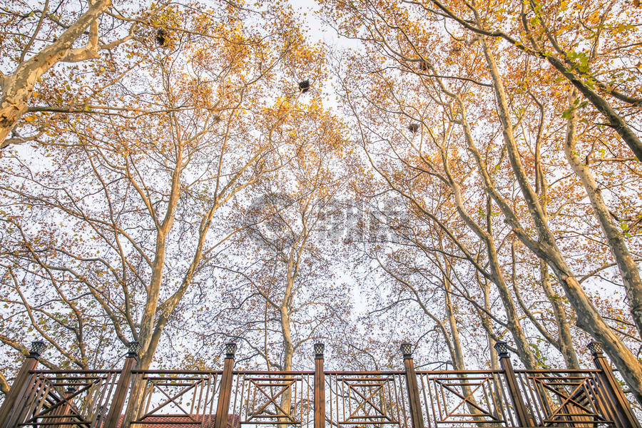 秋天的梧桐树图片素材免费下载